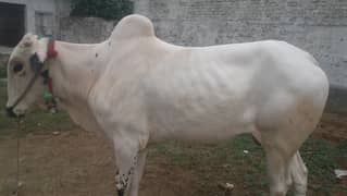 Fataghanji bull