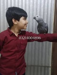 African grey chicks for sale.