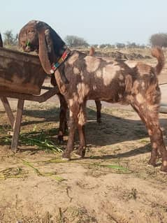 goat for sale (03445606420) Jhelum