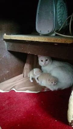 White cat with 2 kittens