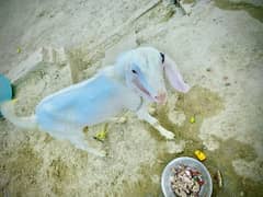 Goat for sale Bakra