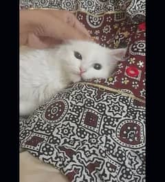 wight cat Persian 0.7 month age full train