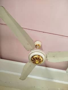 celling fan