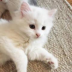 Triple coated Persian kitten