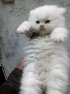 pure persian kittens for sale high quality healthy kittens