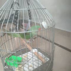 my hom Raw perrot for sele cage sath ha