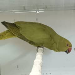 olive ringneck tame talking