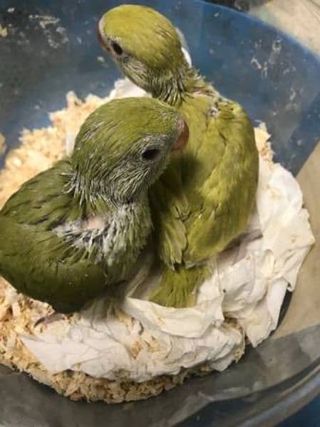 olive ringneck self chicks 1