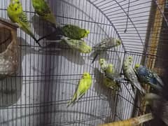 healthy and active birds for sale