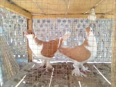 sharazi pegions pair for sale