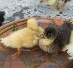 Muscovy Ducklings ( white, silver and pied)