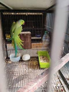 Green ringneck breeder males available