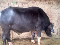 Neeli Ravi buffalo for sale