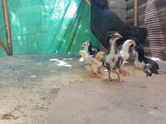 High quality pure  Aseel patha or Aseel pathi and chicks