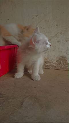 4 kittens available for sale urgent WhatsApp number     *03187554725*