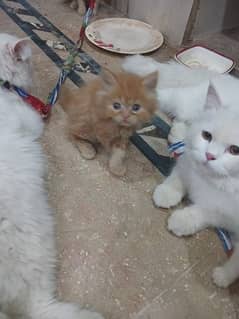 Persian cat triple Code Health and active contact 0300 8739191