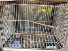 love birds green opline 2 breeder pair all ok with cage 3 big offer