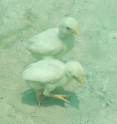 Heera aseel chicks avilable