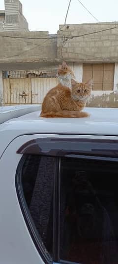 Pair persion cat