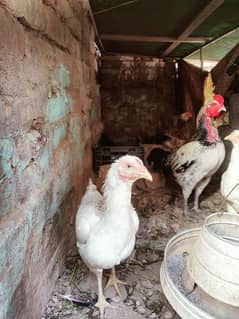 pure desi hens for sale