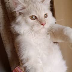 white Persian male kitten for sale