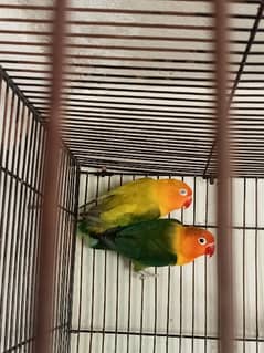 breeder pair  lovebirds