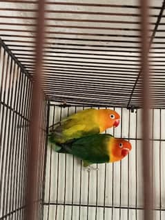 breeder pair  lovebirds