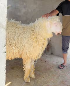 Mundra Chatra|sheep|bakra|kajlay|Qurbani 2024|vehra|rajanpuri bakra