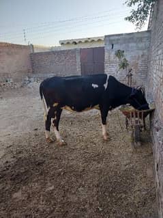 fresh cow for sale at amankot Nowshera