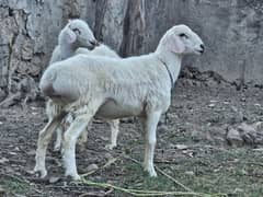 qurbani dumba / sheeps available for sale