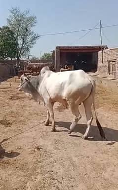 Qurbani Bulls | Cow | wacha | donda | Desi cow |qurbani janwar