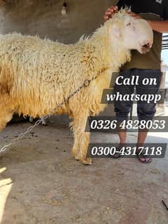 Mundra Chatra|sheep|bakra|kajlay|Qurbani 2024|vehra|rajanpuri bakra