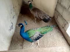 peacock for sale call03230864004