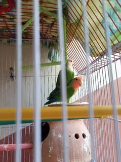 Rosy coly love bird