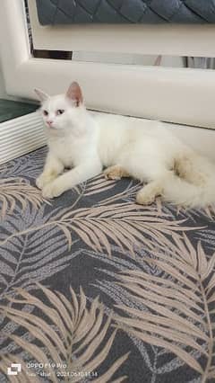 6 month old persian cat male available