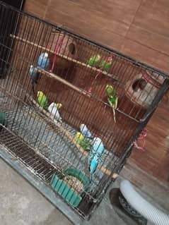 11 PARROTS WITH CAGE