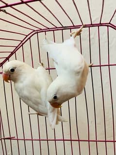 albino split ino pair