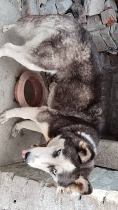 husky female full healthy and Active breader friendly female