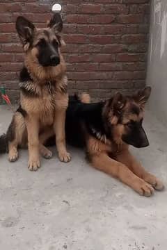 Gsd pupp available for sale.