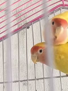 pair love bird