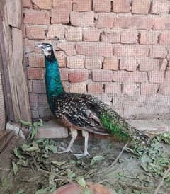 Peacock male for sale