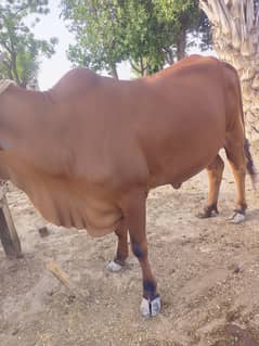 Cow available for qurbani bht khobsurt red color