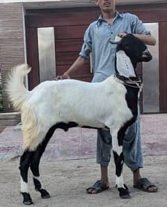 Goat / Bakra / Makhi Cheena / Qurbani ka Janwar 4 Sale / Goat for Sale