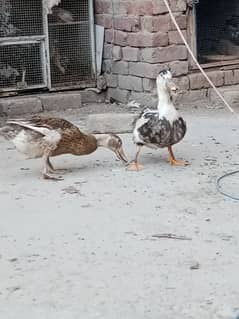 Duck For sale