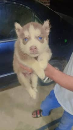 syberian husky puppies for sale