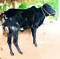 Bull for sale Contact 03125173572