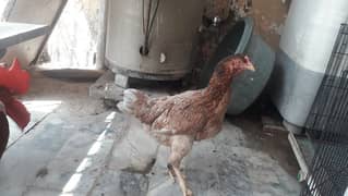 Sindhi aseel  for sale (egg laying)