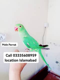 Male Parrot 5500 Hand Tamed Full Friendly Green Ring Neck Jumbo Size