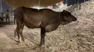 2 wachiya cow for sale for eid