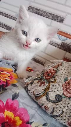 percian cat American breed for sale